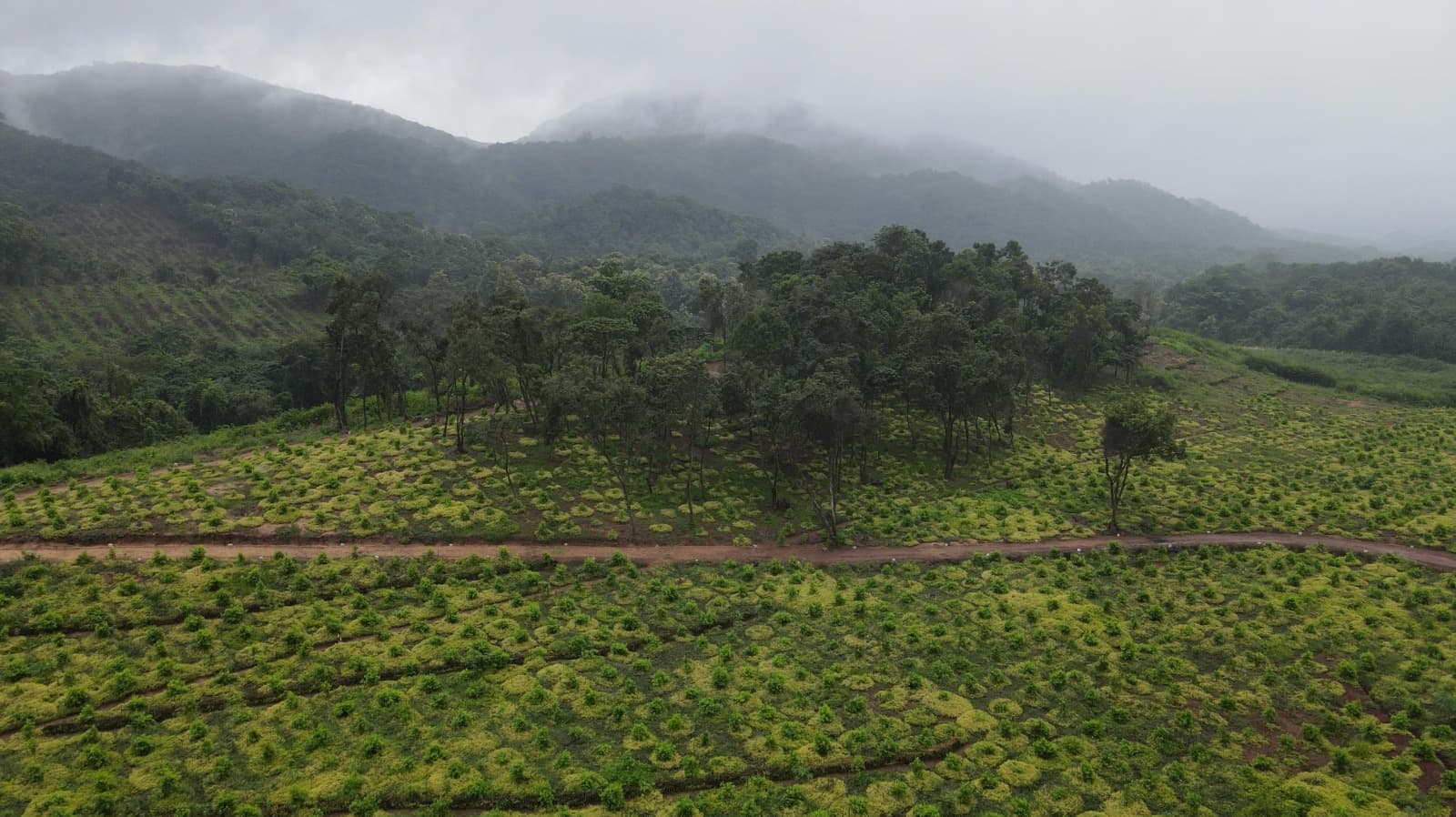 Hirujaya Plantations (Pvt) Ltd