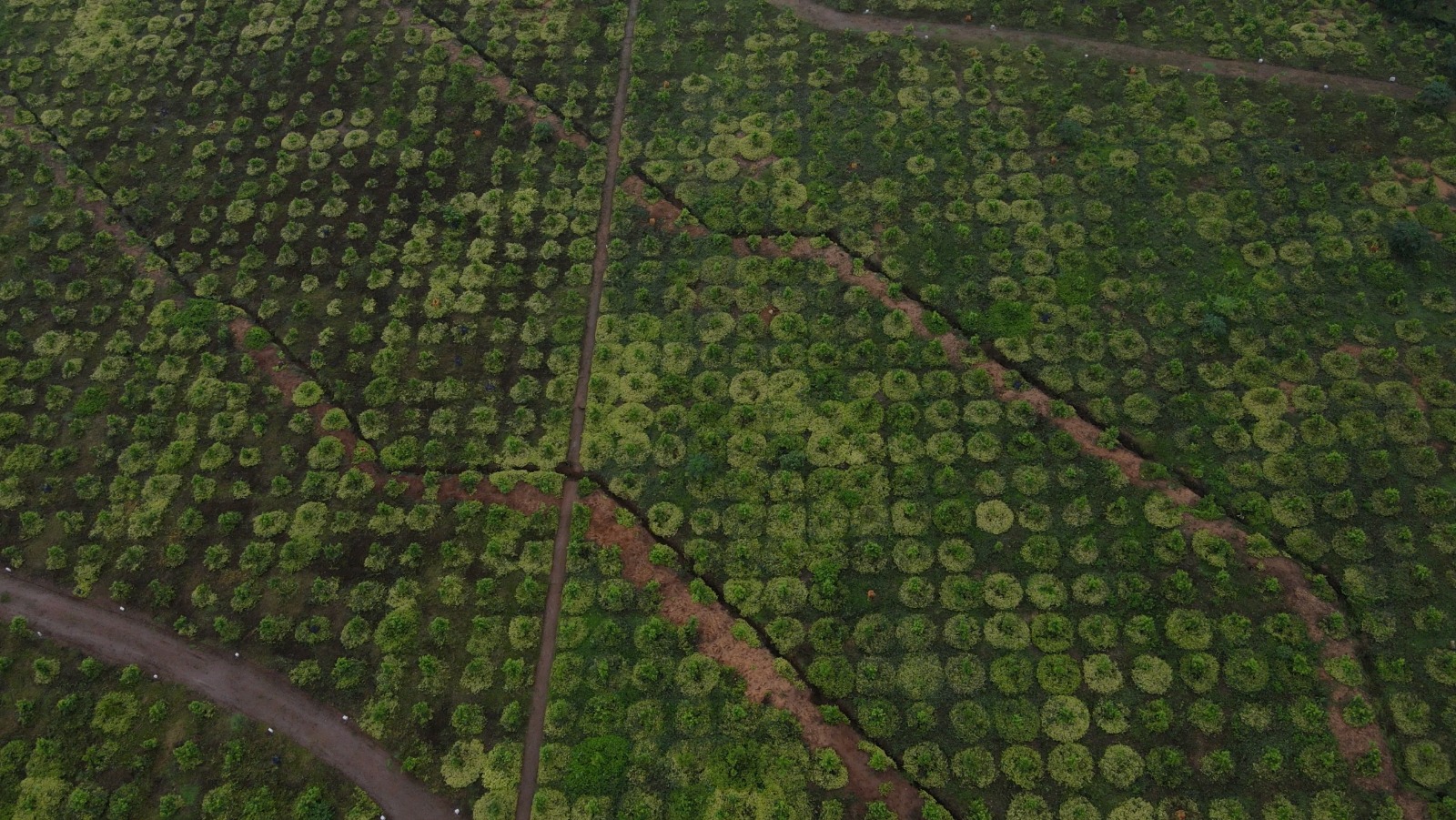 Commercial Agroforestry